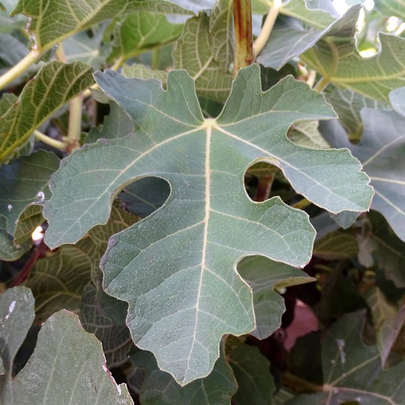 Feige Violette Dauphine - Ficus carica (Foliage)