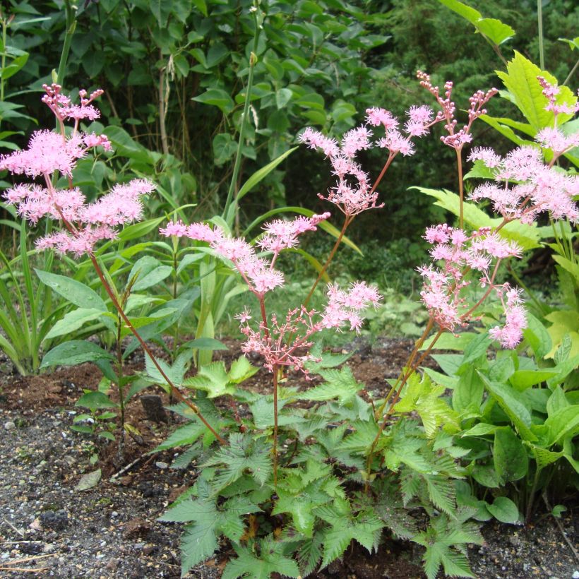 Mädesüß - Filipendula multijuga (Wuchs)