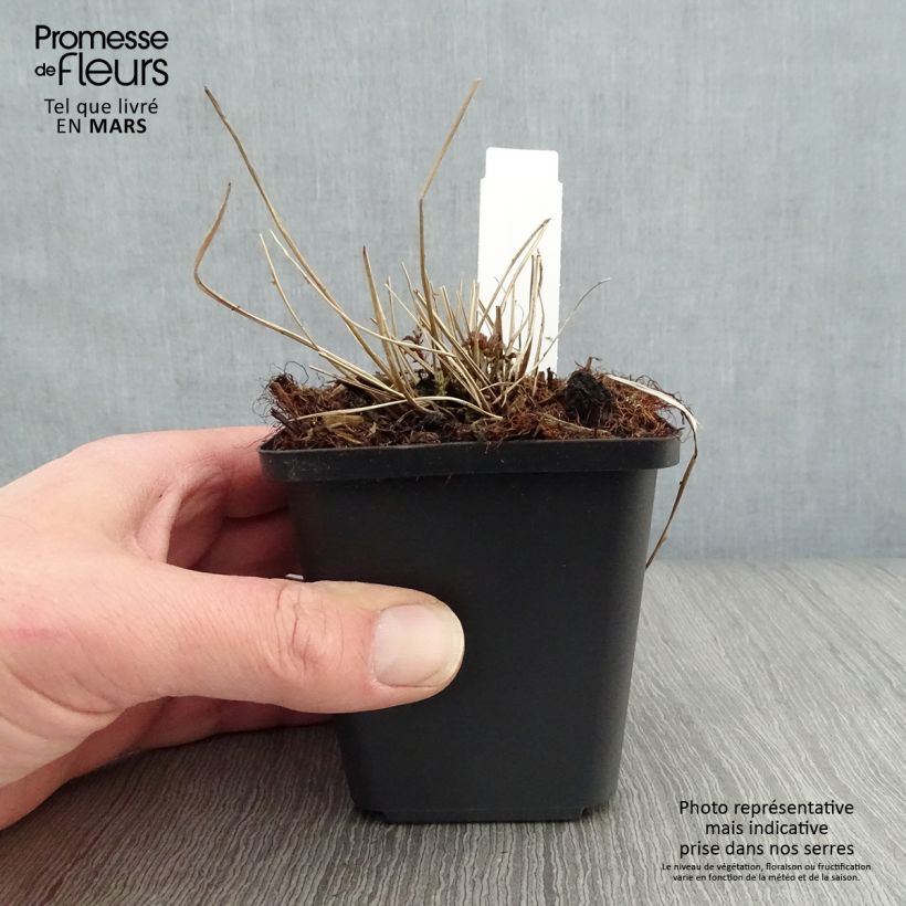 Exemplar von Palmblättriges Mädesüß - Filipendula palmata Kleine Töpfe von 8/9 cm wie im Frühjahr geliefert
