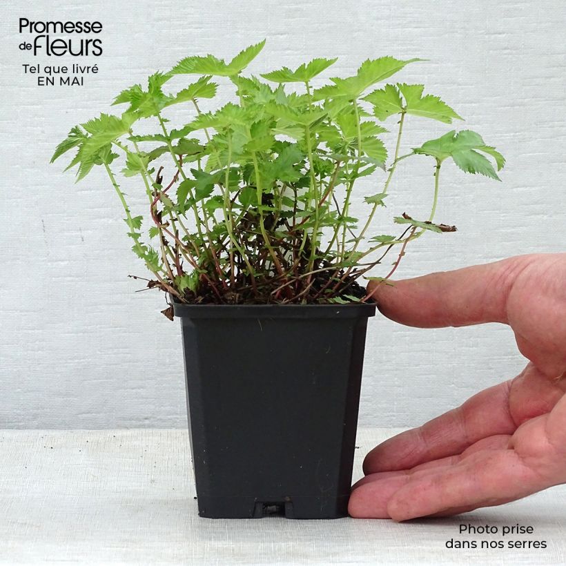 Example of Palmblättriges Mädesüß Nana - Filipendula palmata Kleine Töpfe von 8/9 cm as you get in printemps