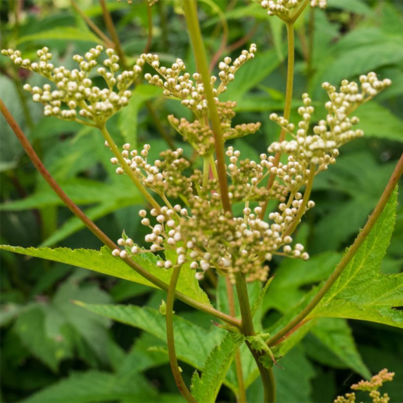 Rotblühendes Mädesüß Alba - Filipendula purpurea (Flowering)