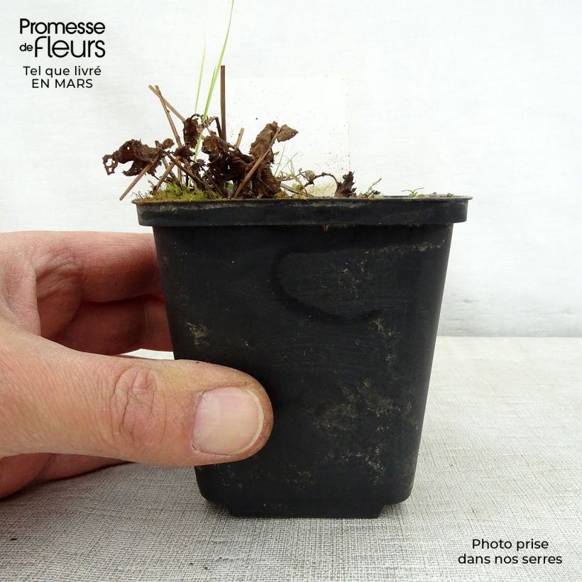 Example of Rotblühendes Mädesüß Alba - Filipendula purpurea Kleine Töpfe von 8/9 cm as you get in printemps