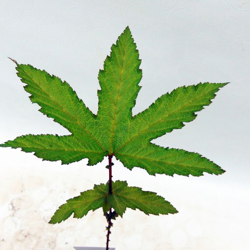 Mädesüß Venusta - Filipendula rubra (Foliage)