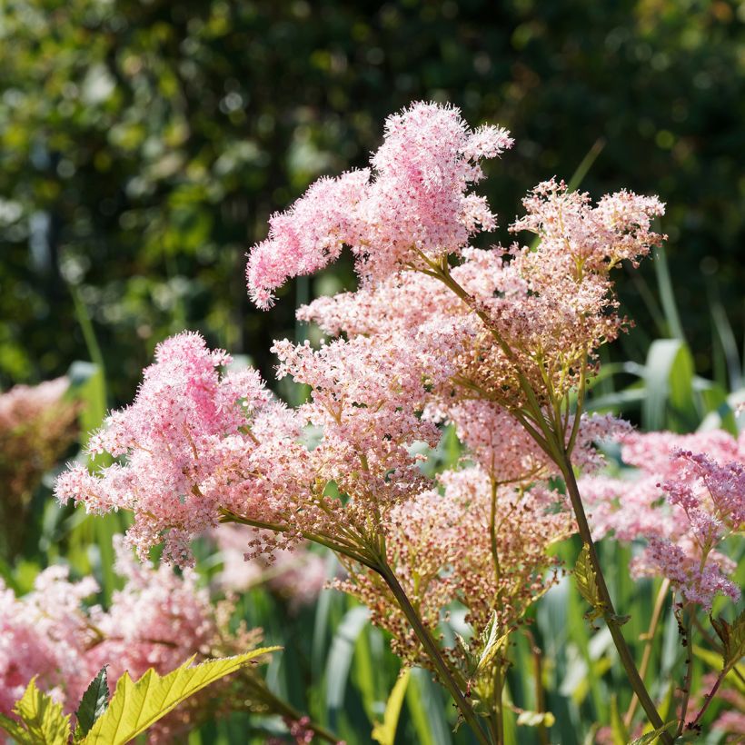 Mädesüß Venusta - Filipendula rubra (Flowering)