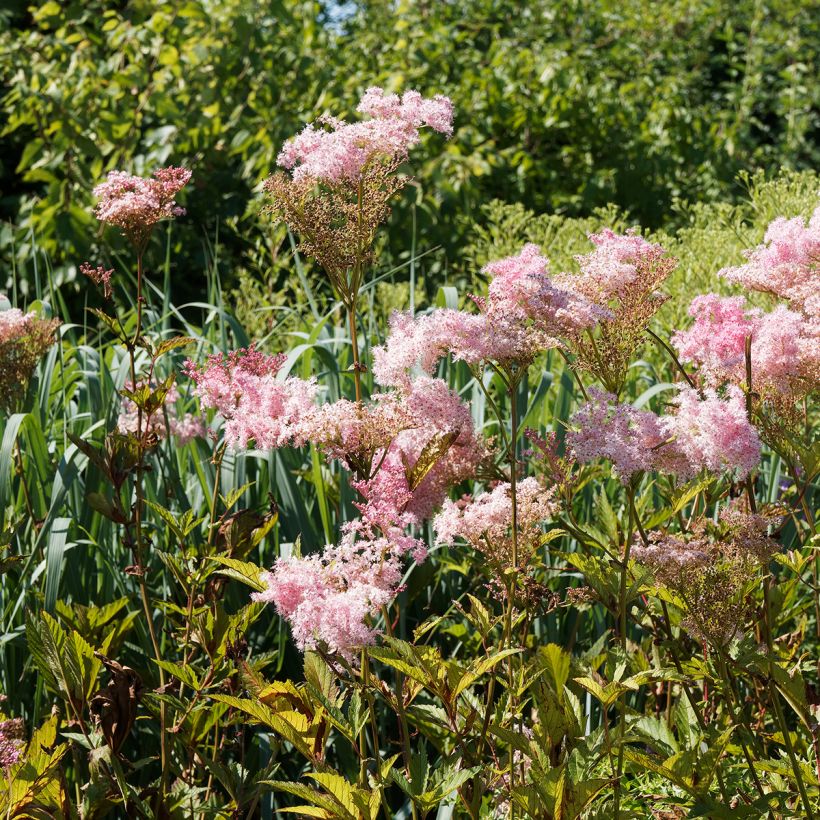 Mädesüß Venusta - Filipendula rubra (Plant habit)
