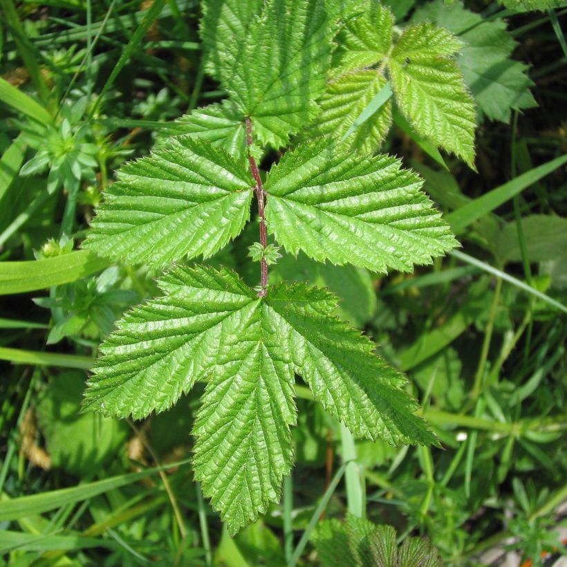 Echtes Mädesüß - Filipendula ulmaria (Foliage)