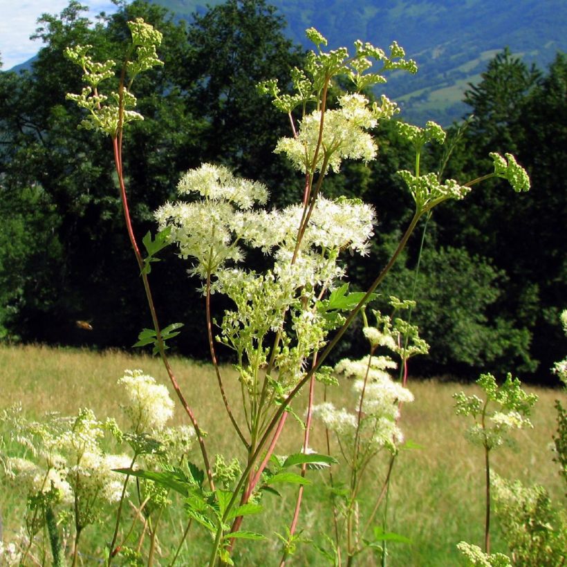 Echtes Mädesüß - Filipendula ulmaria (Plant habit)