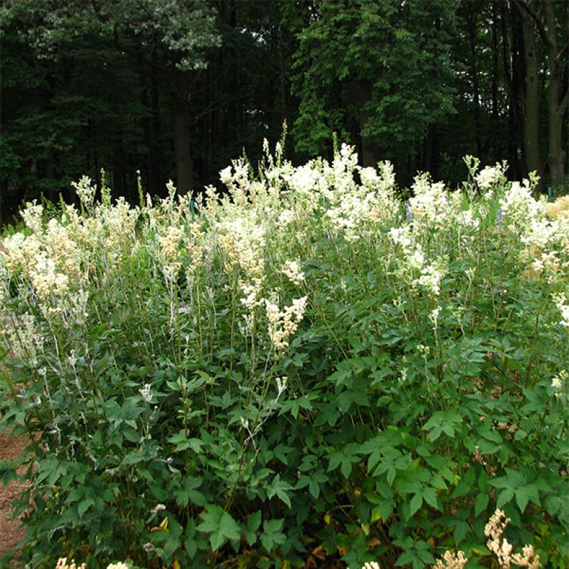Echtes Mädesüß Plena - Filipendula ulmaria (Wuchs)