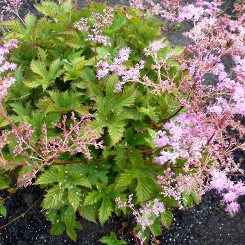 Echtes Mädesüß Rosea - Filipendula ulmaria (Wuchs)