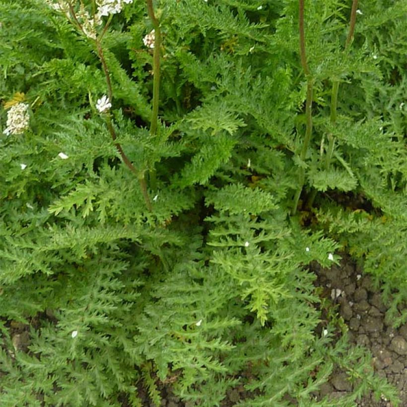 Knolliges Mädesüß - Filipendula vulgaris (Foliage)