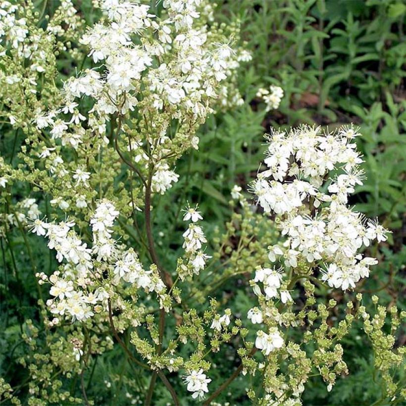 Knolliges Mädesüß - Filipendula vulgaris (Flowering)