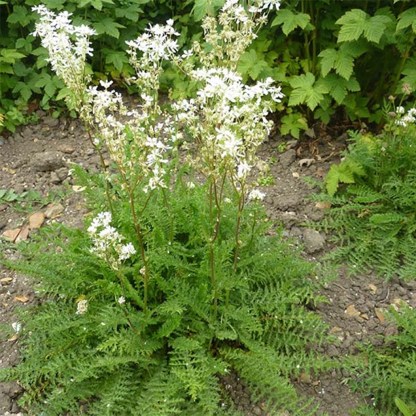 Knolliges Mädesüß - Filipendula vulgaris (Plant habit)