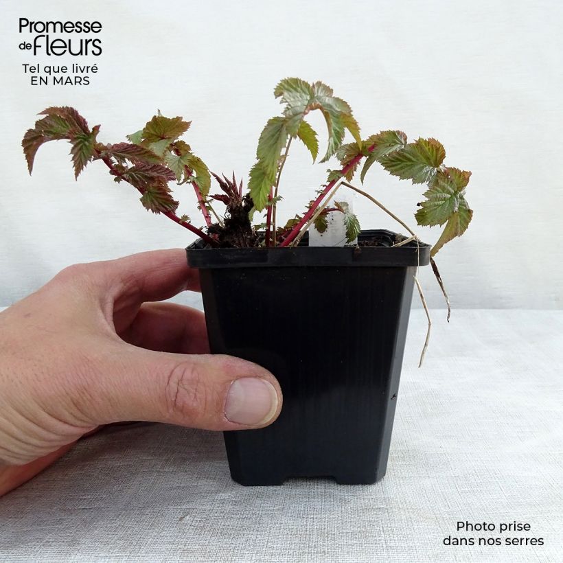 Example of Knolliges Mädesüß - Filipendula vulgaris Kleine Töpfe von 8/9 cm as you get in printemps