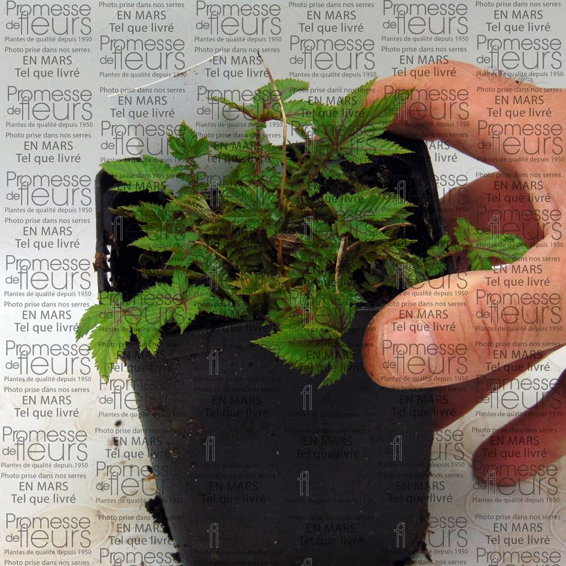 Beispiel eines Exemplars von Mädesüß Red Umbrellas - Filipendula Kleine Töpfe von 8/9 cm wie geliefert