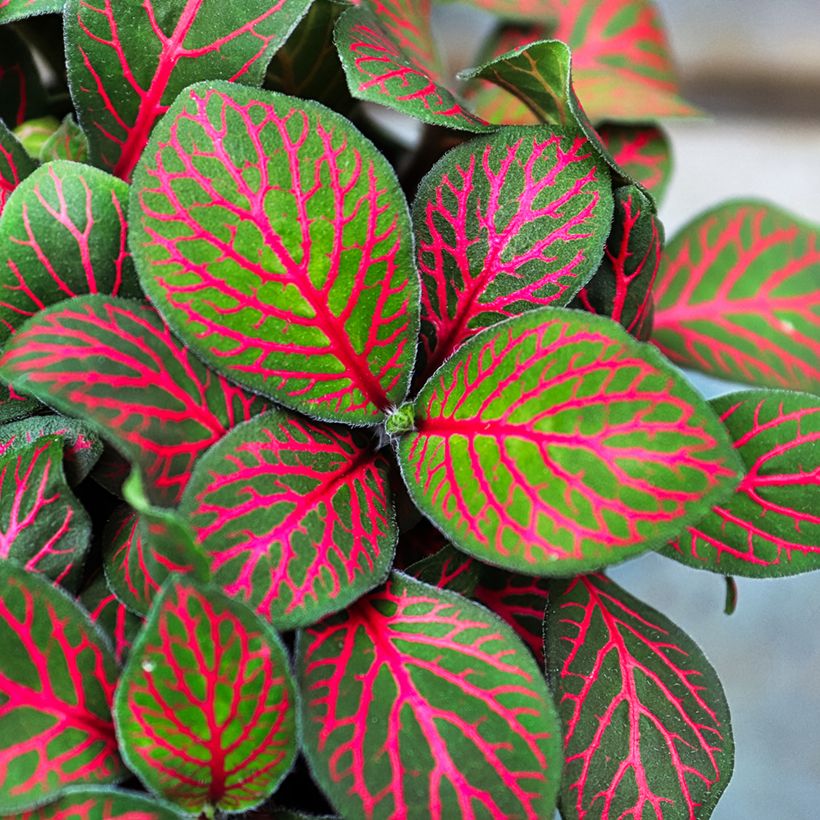 Fittonia Joly Josan Red - Mosaikpflanze (Laub)