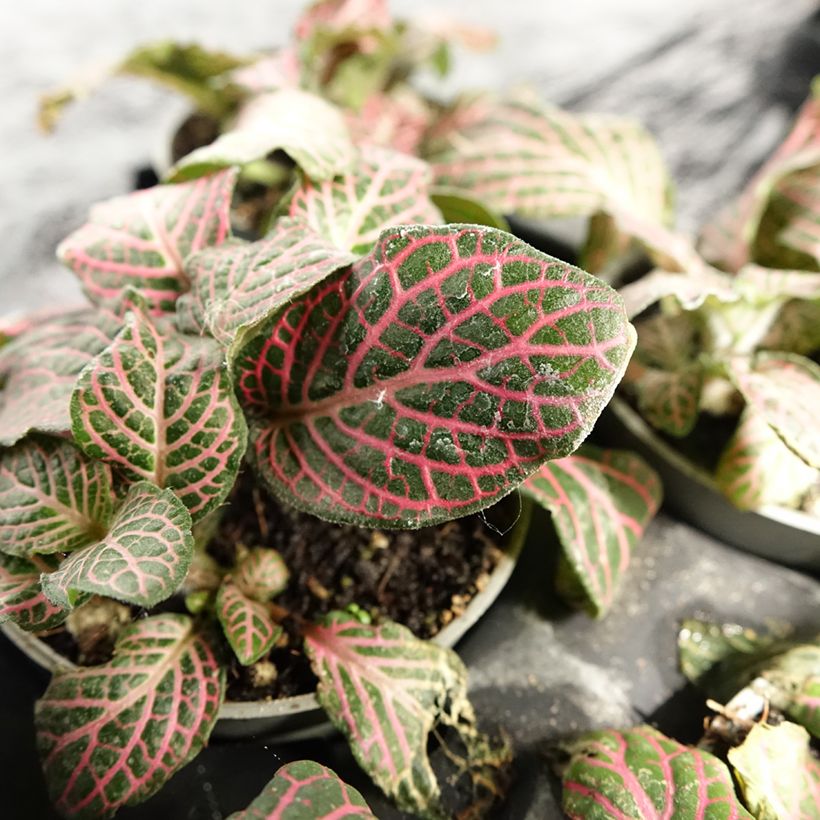 Fittonia Pink Special - Mosaikpflanze (Laub)