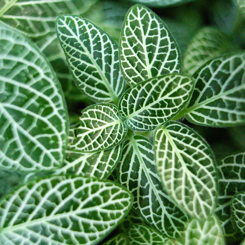 Fittonia Mini White - Mosaikpflanze (Laub)