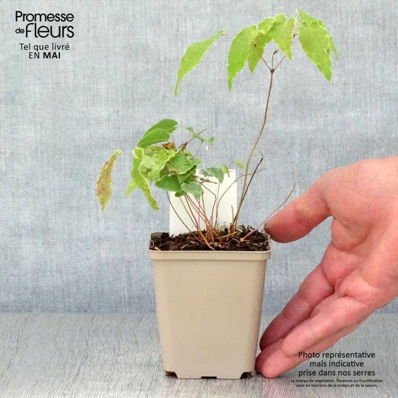 Example of Epimedium Amber Queen - Elfenblume Kleine Töpfe von 8/9 cm as you get in printemps