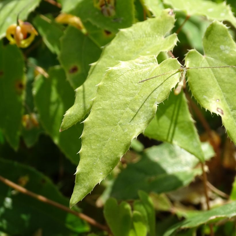 Epimedium Amber Queen - Elfenblume (Foliage)