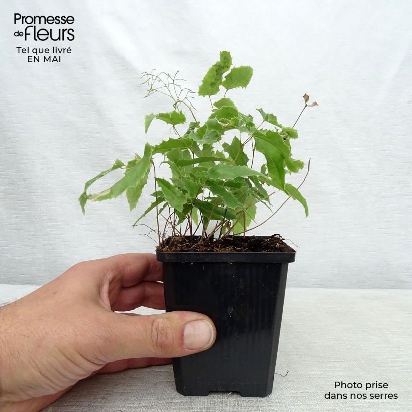 Exemplar von Epimedium Sphinx Twinkler - Elfenblume Kleine Töpfe von 8/9 cm wie im Frühjahr geliefert