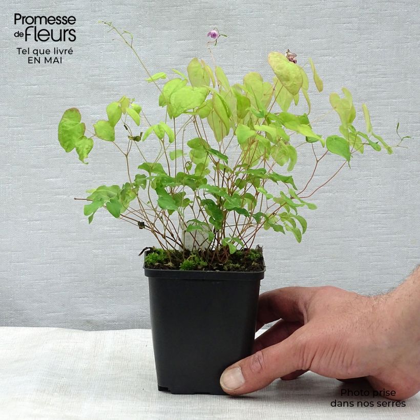 Example of Epimedium grandiflorum Akebono - Großblumige Elfenblume Kleine Töpfe von 8/9 cm as you get in printemps