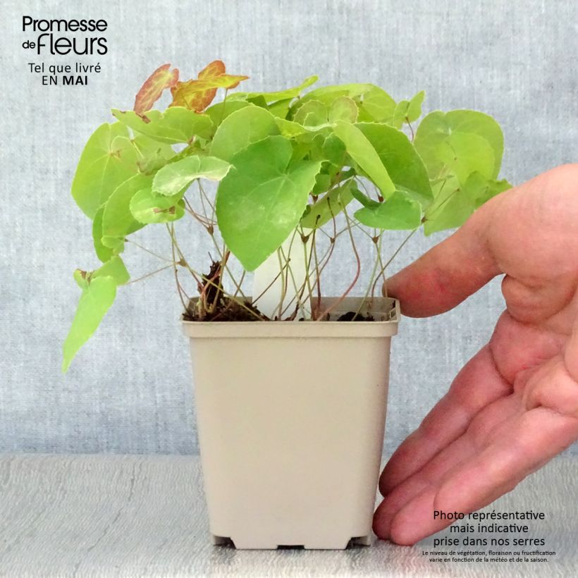 Example of Epimedium pinnatum subsp. colchicum - Kolchische Elfenblume Kleine Töpfe von 8/9 cm as you get in printemps