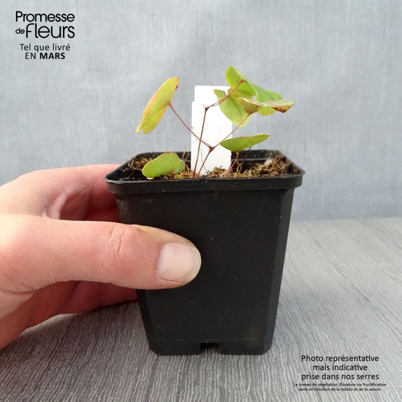 Example of Epimedium pubigerum - Flaumige Elfenblume Kleine Töpfe von 8/9 cm as you get in printemps