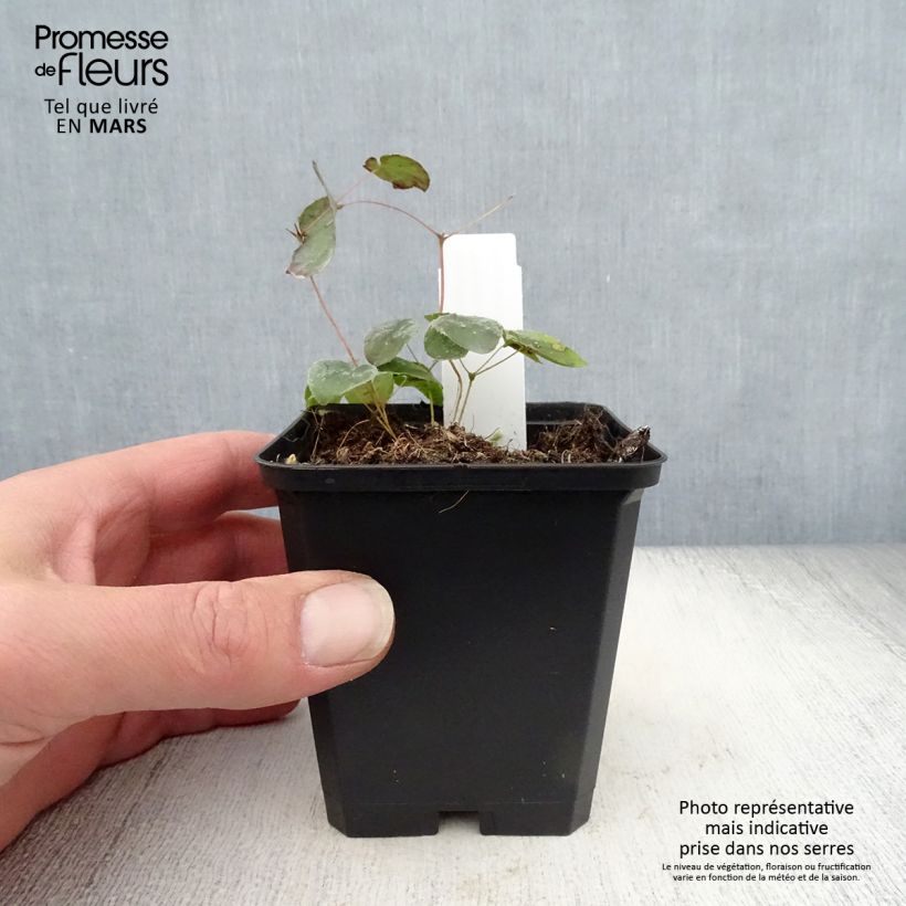 Exemplar von Epimedium pubigerum Orangekönigin - Flaumige Elfenblume Kleine Töpfe von 8/9 cm wie im Frühjahr geliefert