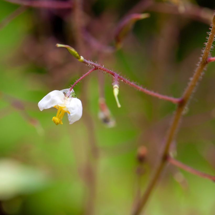 Epimedium pubigerum - Flaumige Elfenblume (Flowering)