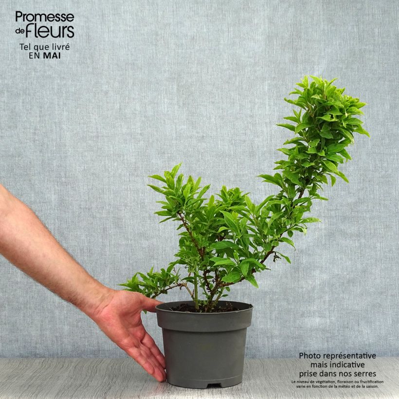 Exemplar von Goldglöckchen Mêlée d'Or - Forsythie Topf mit 3L/4L wie im Frühjahr geliefert