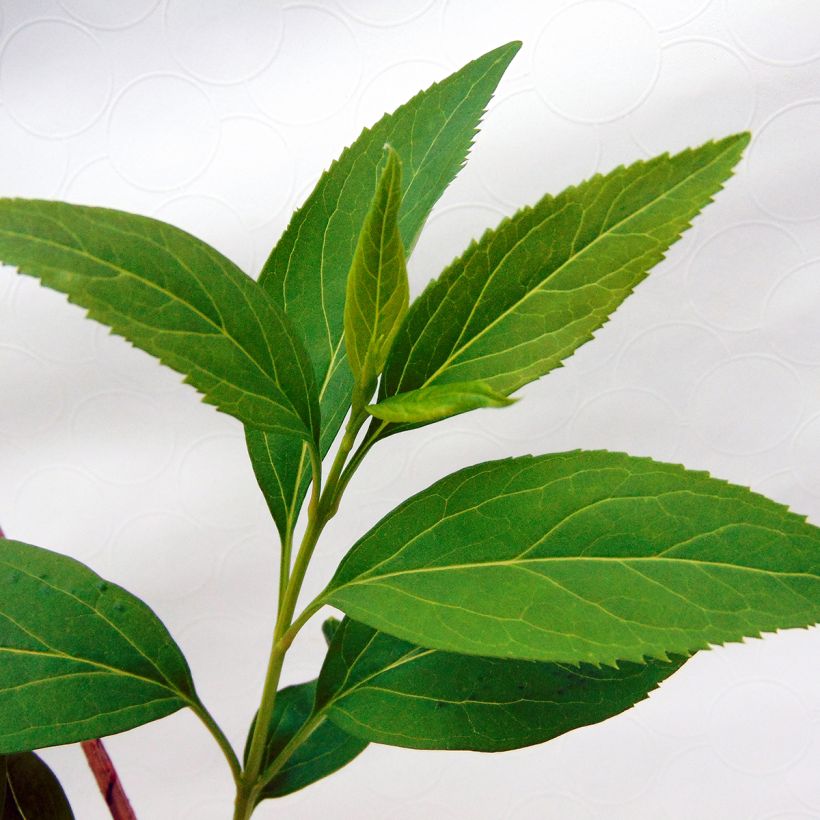 Goldglöckchen - Forsythia intermedia (Foliage)