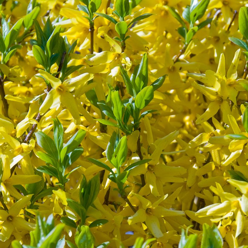 Goldglöckchen Golden Times - Forsythie (Flowering)