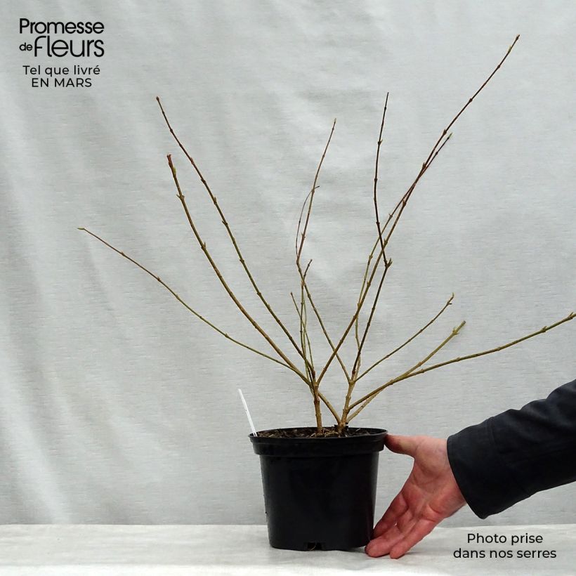 Example of Goldglöckchen Golden Times - Forsythie Topf mit 3L/4L as you get in printemps