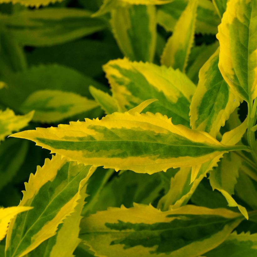 Goldglöckchen Golden Times - Forsythie (Foliage)