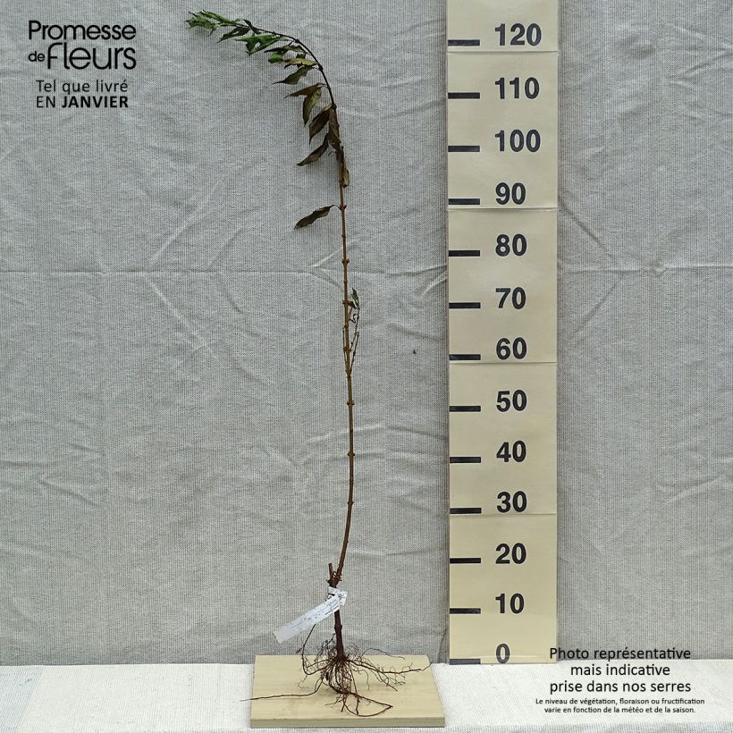 Example of Goldglöckchen - Forsythia intermedia Wurzelnackt as you get in hiver