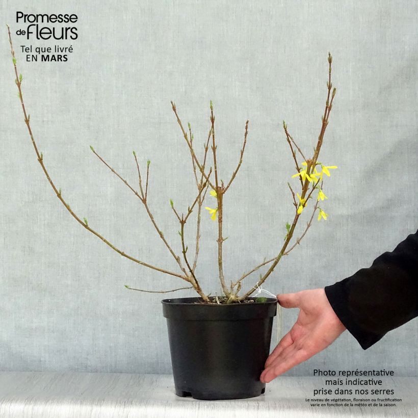 Example of Goldglöckchen Spectabilis - Forsythie Topf mit 2L/3L as you get in printemps