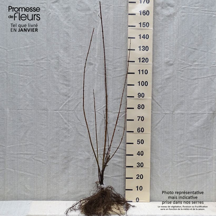 Example of Goldglöckchen Spectabilis - Forsythie Wurzelnackt as you get in hiver