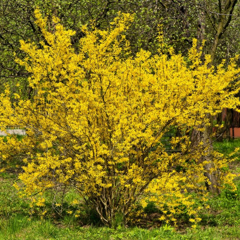 Goldglöckchen - Forsythia intermedia (Plant habit)