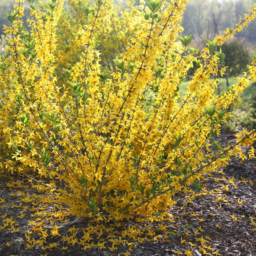 Goldglöckchen Flying Machine - Forsythia koreana (Wuchs)