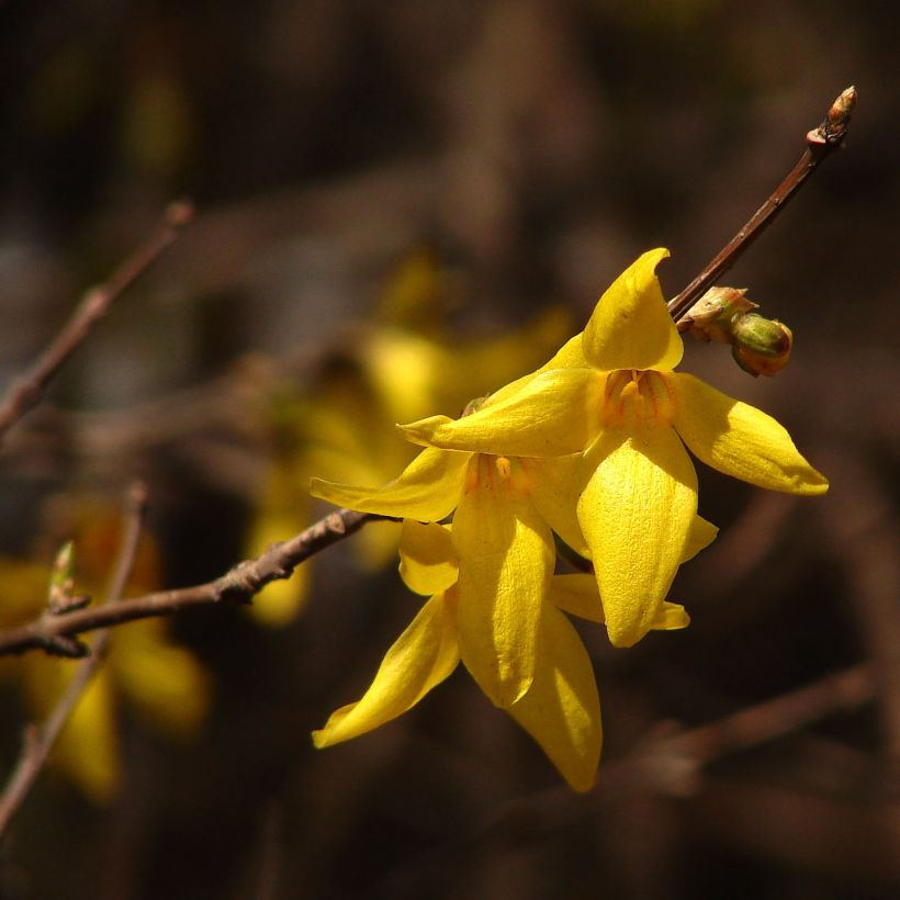 Goldglöckchen Kumsun - Forsythia koreana (Flowering)