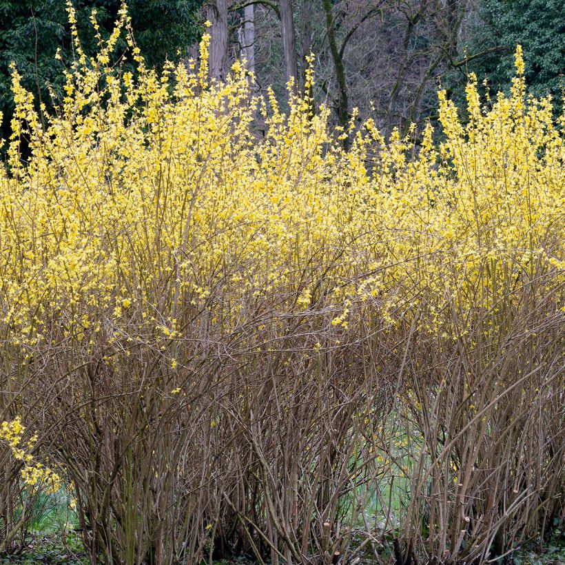 Goldglöckchen Lynwood - Forsythie (Plant habit)