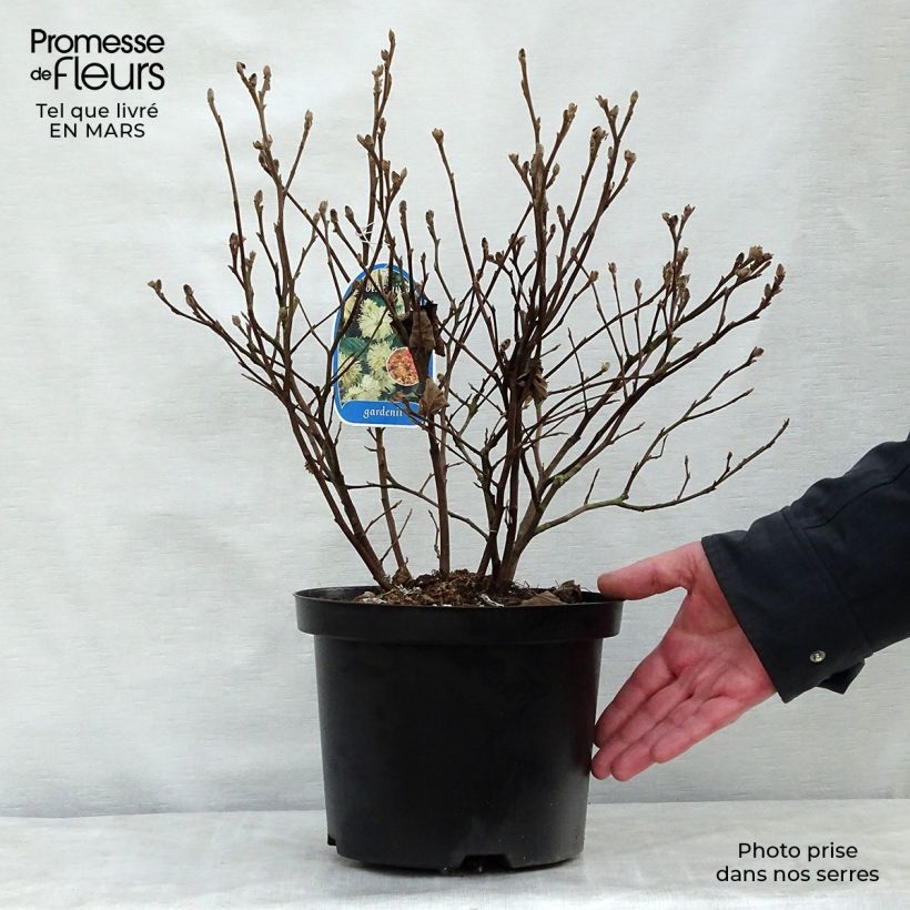 Example of Federbuschstrauch - Fothergilla gardenii Topf mit 3L/4L as you get in printemps