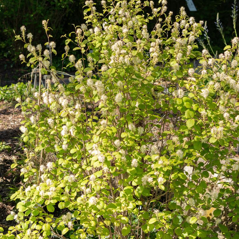 Federbuschstrauch - Fothergilla gardenii (Plant habit)