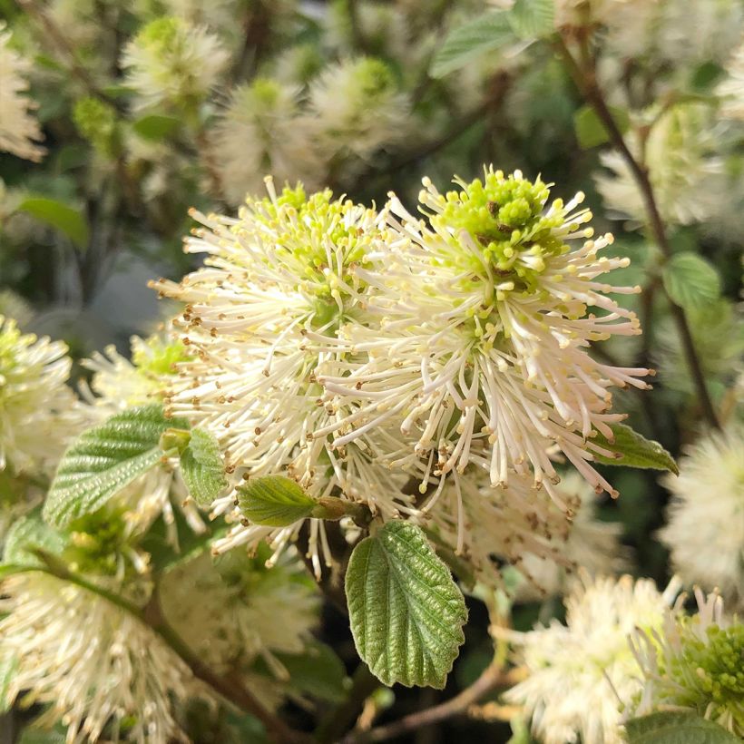 Federbuschstrauch - Fothergilla gardenii (Flowering)