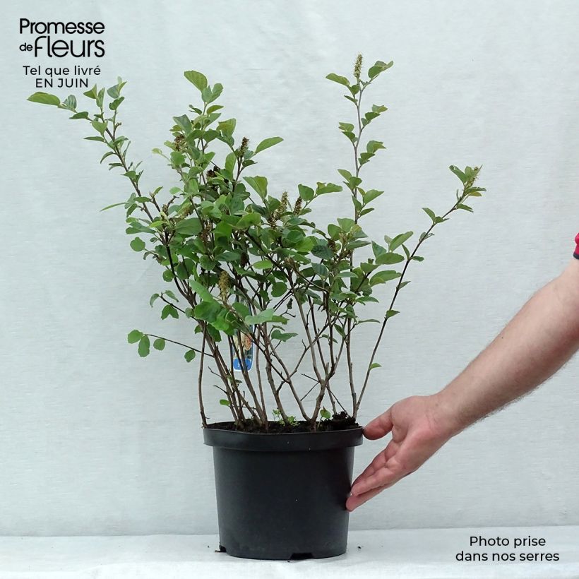 Exemplar von Federbuschstrauch - Fothergilla gardenii Topf mit 3L/4L wie im Sommer geliefert