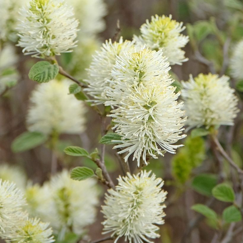 Federbuschstrauch Blue Shadow - Fothergilla intermedia (Flowering)