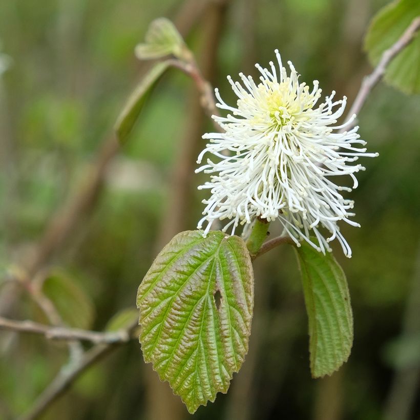 Federbuschstrauch - Fothergilla major (Flowering)