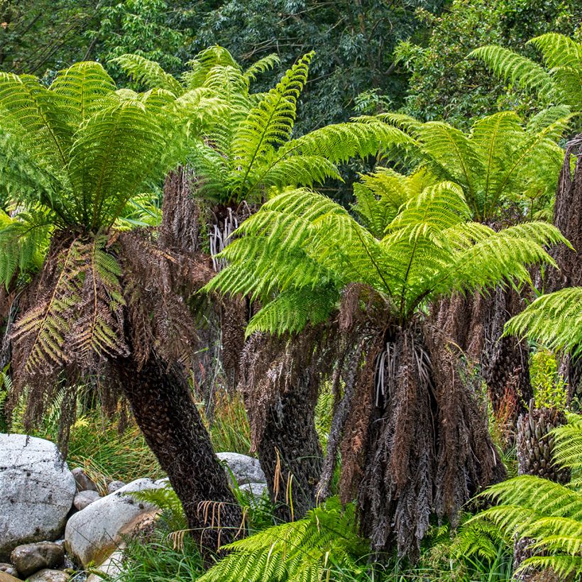 Dicksonia antarctica - Australischer Baumfarn (Plant habit)
