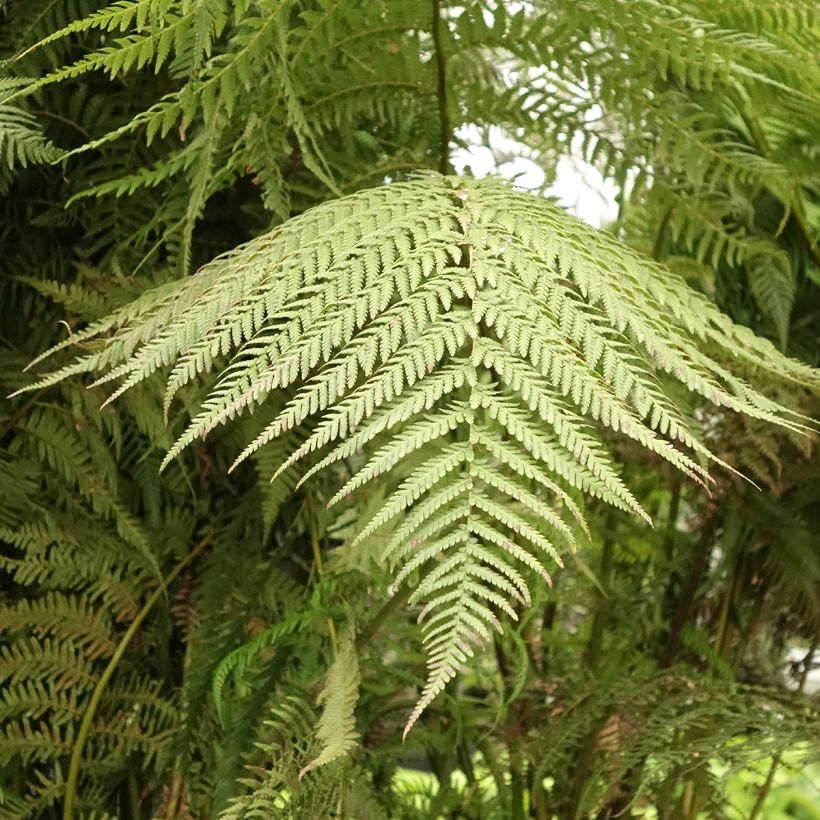 Dicksonia antarctica - Australischer Baumfarn (Laub)