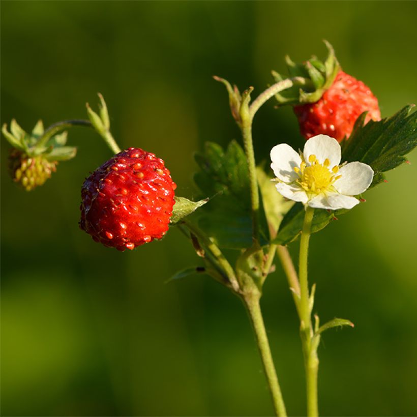 Fragaria nubicola Mont Omei - Himalaya-Erdbeere (Harvest)